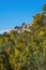 View of the village Bormes-les-Mimosas. Mimosa trees in bloom in the foreground.