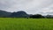 view of the village with a stretch of rice fields overgrown with green rice plants.