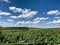 View of the vineyard on a background of cloudy blue sky