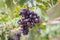 View of vineyard with bunches of ripe grapes.