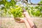 View of vineyard with bunches of ripe grapes.