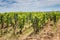 View of in the vineyard in Burgundy home of pinot noir and chardonnay in summer day with blue sky