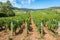 View of in the vineyard in Burgundy home of pinot noir and chardonnay in summer day with blue sky