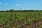 View on Vineyard in Dalmatia at spring sun