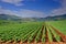 A view of a vineyard field in Macedonia