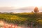 View of vineyard glowing in setting sun with lake and mountains in background