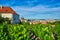 View from a vineyard on hill overlooking Prague with the Hradcany Castle and St. Vitus