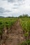 View of vineyard lines, a cloudy day, in Tarragona, Spain,