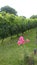 View of a vineyard in Merlo, San Luis, Argentina with pink roses