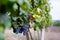 View of vineyard row with bunches of ripe red wine grapes. Republic of Moldova grapes harvesting season.