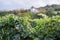 View of vineyard row without grapes. Grapes harvest season in th