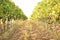 View of vineyard rows with fresh ripe juicy grape