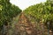 View of vineyard rows with fresh ripe juicy grapes