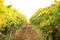 View of vineyard rows with fresh ripe juicy grapes