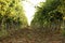 View of vineyard rows with fresh ripe juicy grapes