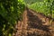 A view of a vineyard in San Quirico d`Orcia, Tuscany, Italy