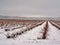 View of a vineyard under the snow. snowfall in winter on the vine and shoots with orange tones