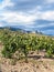 View of vineyard of winery farm Alushta in Crimea
