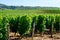 View on vineyards around Sancerre wine making village, rows of sauvignon blanc grapes on hills with different soils, Cher, Loire