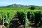 View on vineyards around Sancerre wine making village, rows of sauvignon blanc grapes on hills with different soils, Cher, Loire