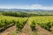 View of vineyards on clear summer day