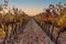 View vineyards of fine grapes in the fall