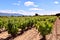 View of vineyards in La Rioja in spring.