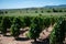 View on vineyards near Mont Brouilly, wine appellation CÃ´te de Brouilly beaujolais wine making area along Beaujolais Wine Route