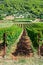 View of vineyards and olive orchards on the island of Vis in Croatia, Europe, on a summer day