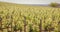 View of the vineyards of Saint Emilion, France