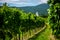 View of vineyards and St. Anna Catholic Church near Soos Sooss.