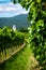 View of vineyards and St. Anna Catholic Church near Soos Sooss.