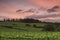 View of the vineyards of Tuscany at sunset