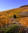 View of the vineyards in Varnhalt near Baden Baden_Baden Wuerttemberg, Germany