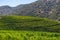 View of vineyards with vines, agricultural farm fields, typically Mediterranean landscape