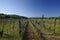 The view of vineyards of Vrbnik