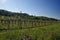 The view of vineyards of Vrbnik