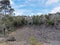 View of a volcano crater hike in Volcanoes National Park on the Big Island of Hawaii, USA