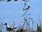 View of water of   flowing river, coast, seagull in spring