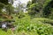 View of Water lilies on a beautiful pond. KeriKeri, New Zealand.