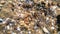 View through water of rocky seabed with shells in sunny weather.