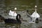 The view of waterbirds swimming on the water of the park lake 3.