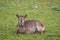 View of waterbuck resting on green grass