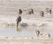 View of a waterhole with animals