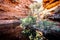 View of the waterhole in the garden of eden in Kings Canyon in outback Australia