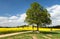 View of way between rapeseed field and lime tree