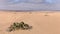 View of a welwitschia mirabilis in the Namib Desert, near Swakopmund, Namibia.