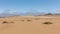 View of a welwitschia mirabilis in the Namib Desert, near Swakopmund, Namibia.