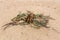 View of a welwitschia mirabilis in the Namib Desert, near Swakopmund, Namibia.