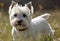 A view of a West Highland Terrier Dog